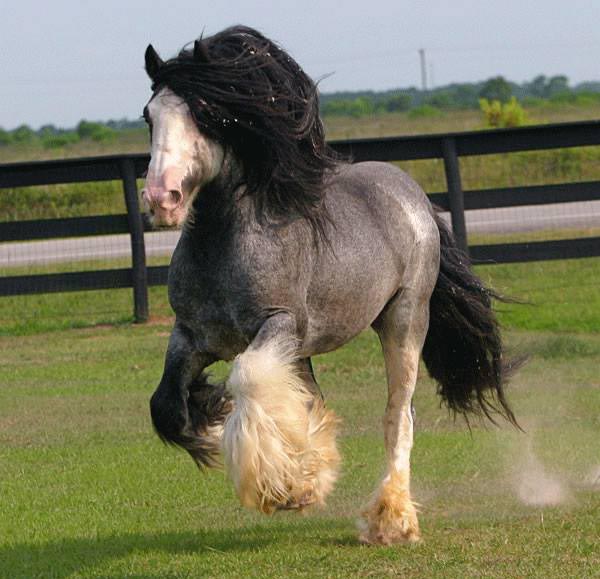 The Blue Roan Gypsy Vanner Horse